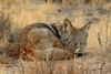 Coyote - JTNP