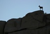 Big Horn Sheep - JTNP