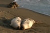 Elephant Seals - San Simeon