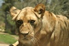 Lion - SB Zoo