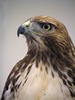 Red-tailed Hawk - NPS
