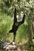 White-handed Gibbon - SB Zoo