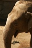 Asian Elephant - SB Zoo