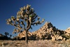 Joshua Tree N.P.