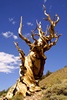 Bristlecone Pine