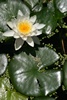 Japanese Garden
