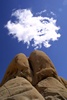 Joshua Tree N.P.