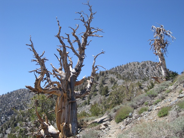 110618-055-Telescope_Peak