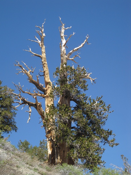 110618-064-Telescope_Peak