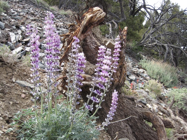 110618-123-Telescope_Peak